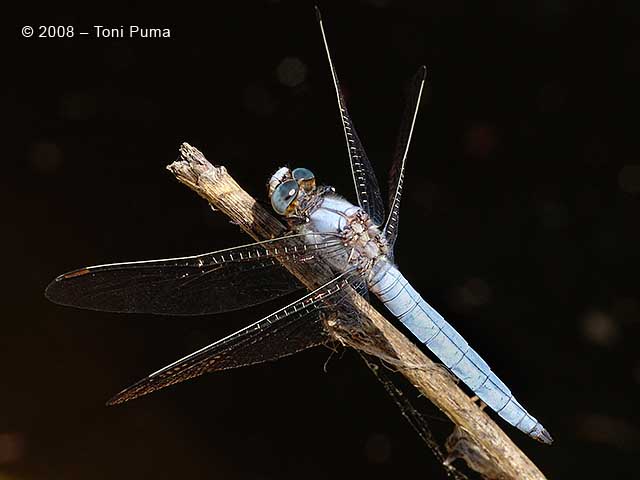 Libellula azzurra: Orthetrum brunneum